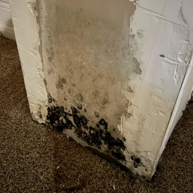Professional Mold Removal in Washington, UT